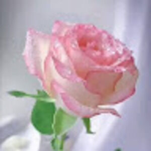 Meet your Posher, K.